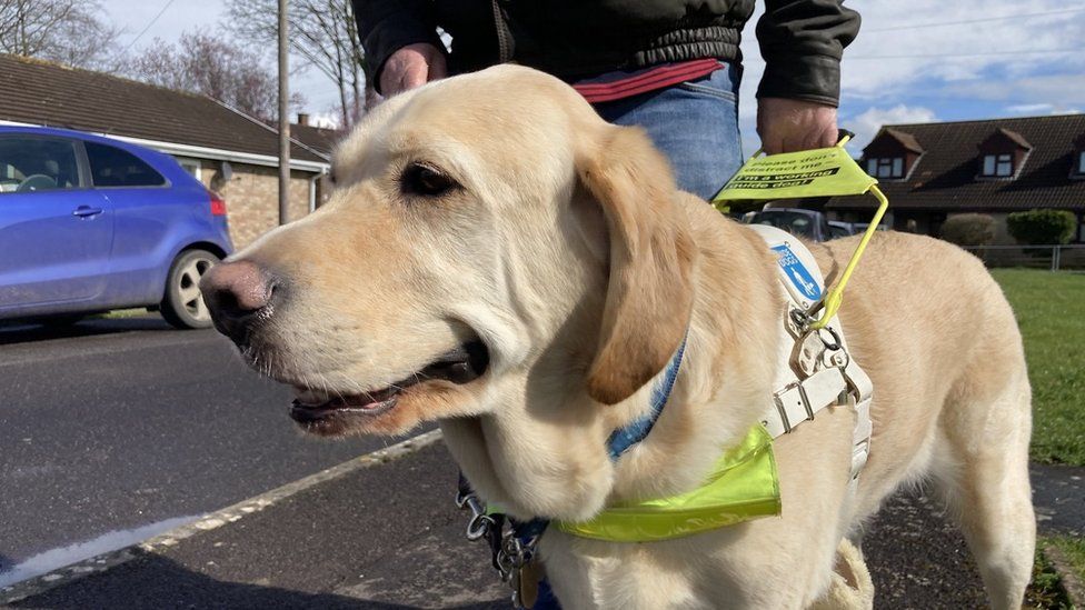 Guide dog Homer stopped on the street