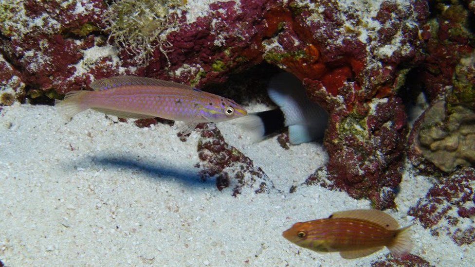 This photo provided by Bishop Museum and NOAA shows a wrasse, left, one of deep-water fishes never before seen by divers, found during a 25-day research expedition from May 22 to June 15, 2016,