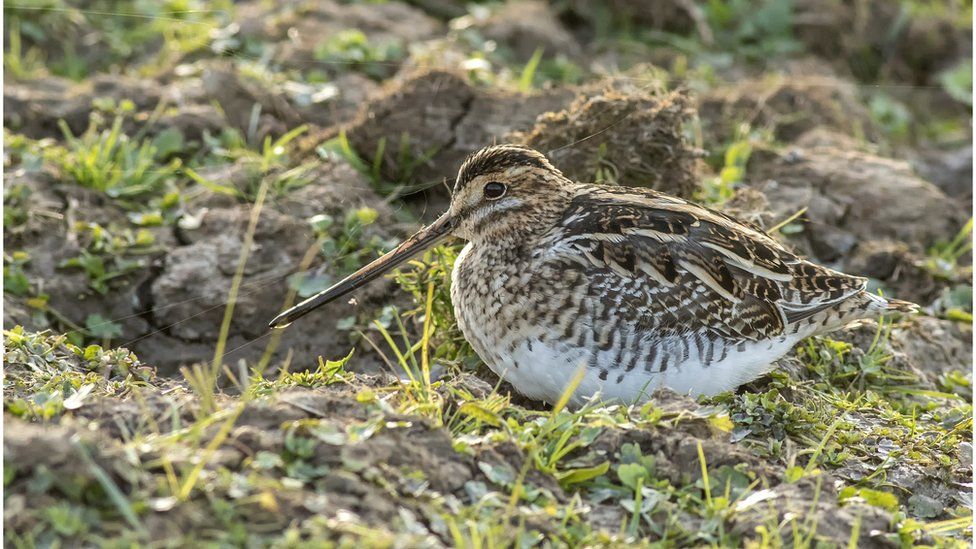 Common snipe