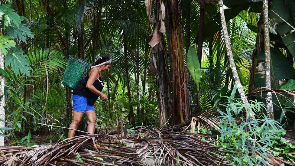 rainforest: Football-pitch-sized area cleared every minute