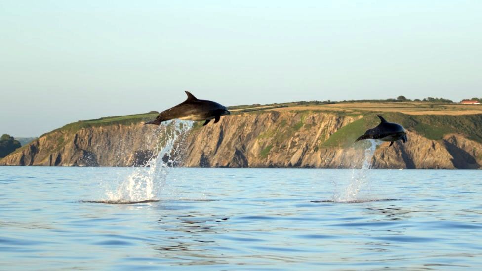 Two dolphins jumping out of the water, one higher than the other