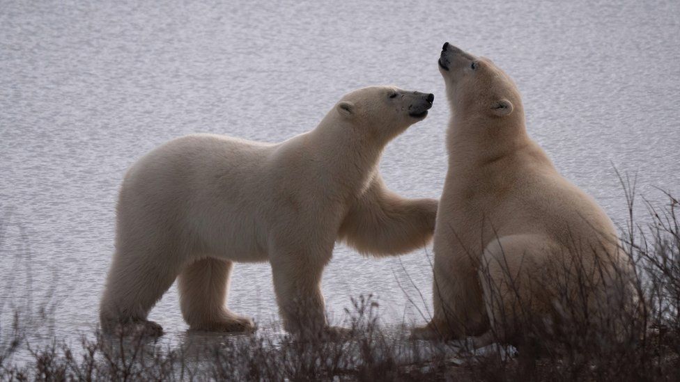 Canada's polar-bear capital Churchill warms too fast for bears - BBC News