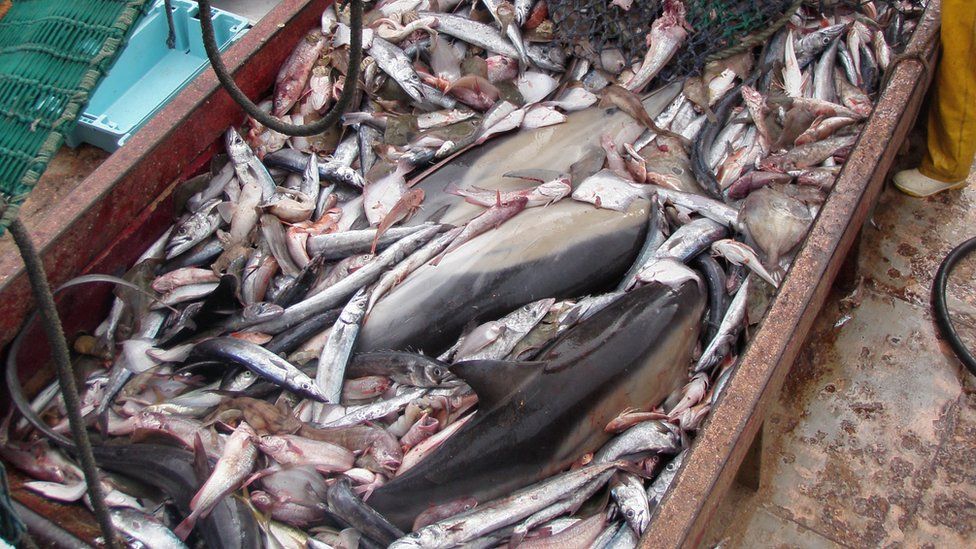 Dolphins among pile of fish