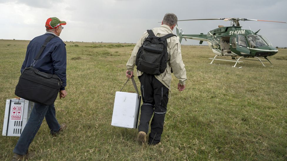 Cesare Galli (L) and Thomas Hildebrandt (R) walk to the Kenya Wildlife Services helicopter after the egg-removal procedure - 2019