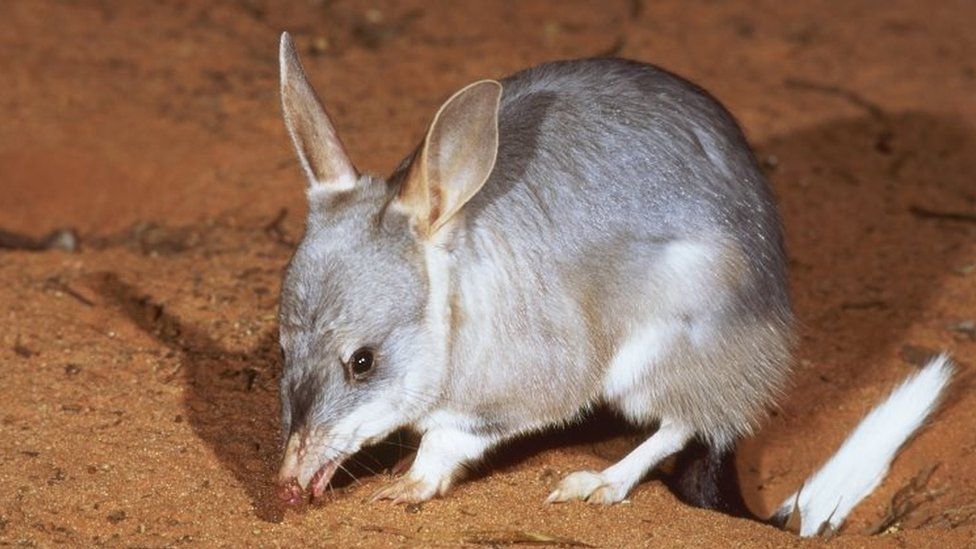 Australia releases rare marsupial bilby into the in NSW - BBC News