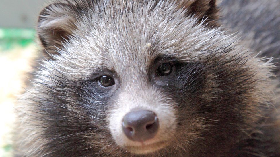 Raccoon dog 'regrettably and avoidably destroyed', says