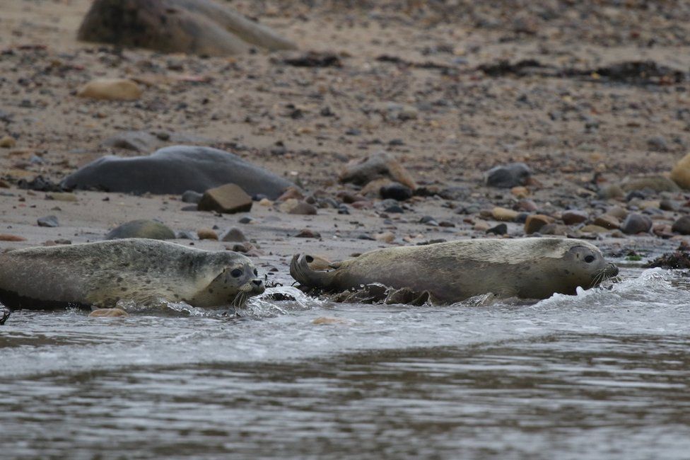 Seals return to water