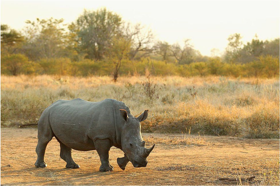 A rhino in Kruger National Park