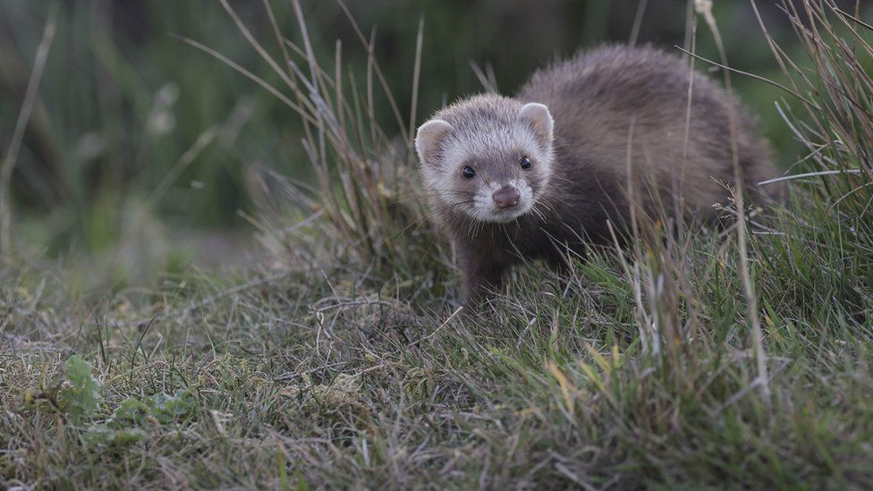 A ferret on Rathlin Island
