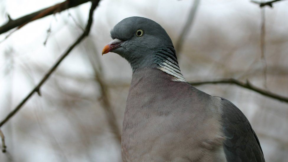 A wood pigeon stands in a tree