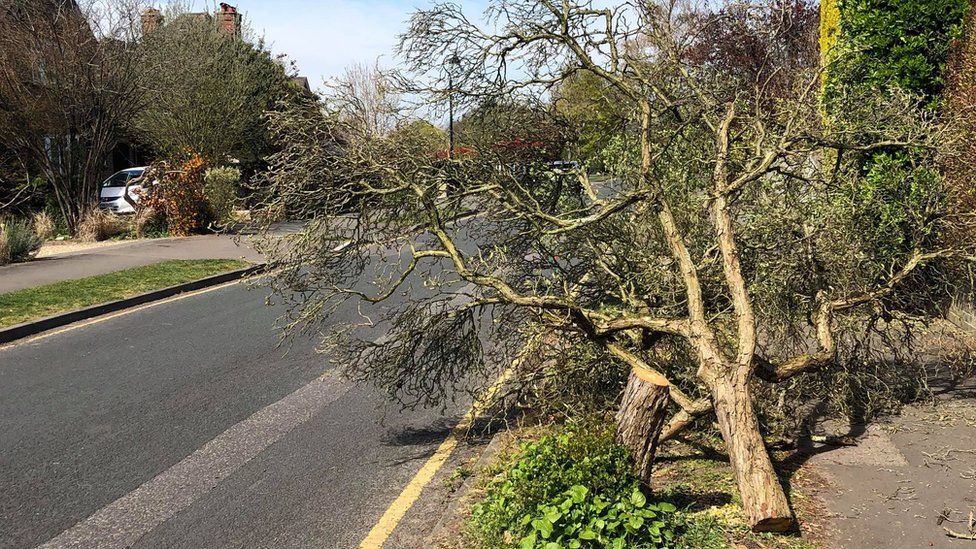 A cut-down tree in Surrey