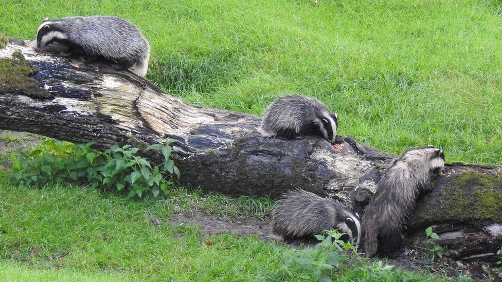 Badger watch at Llandeilo