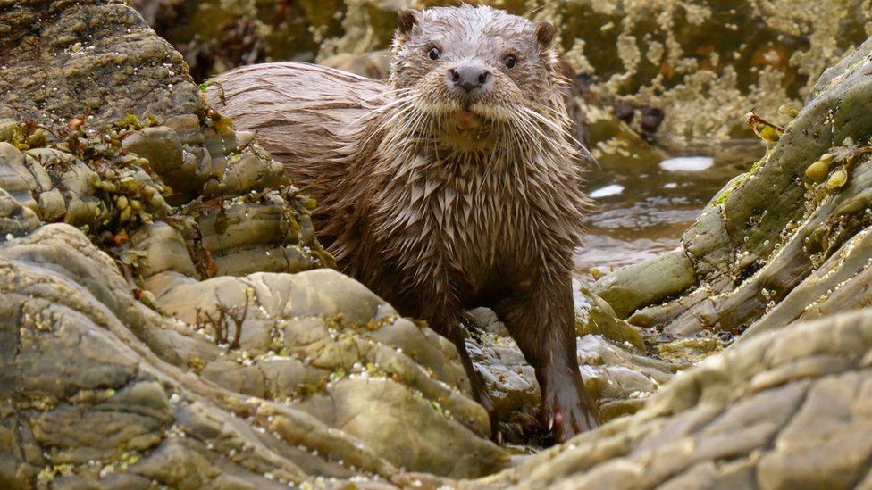 Otter near Hillswick in Shetland
