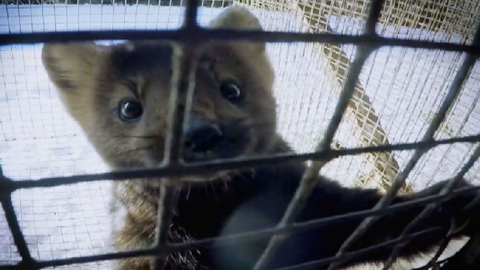 A caged sable on a Russian fur farm