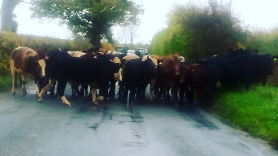 A herd of escaped cattle on a road in Suffolk.