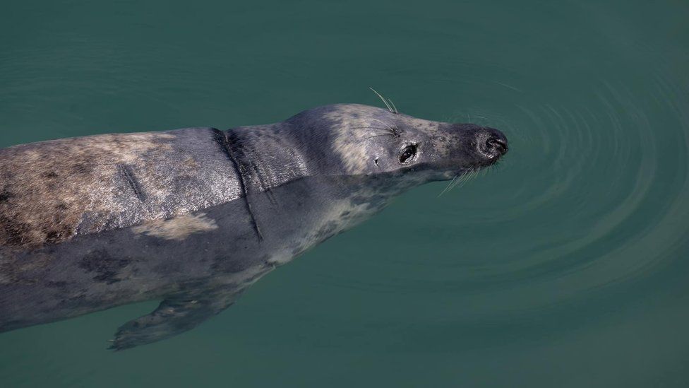 Charity asks people in Jersey to not disturb seal - BBC News