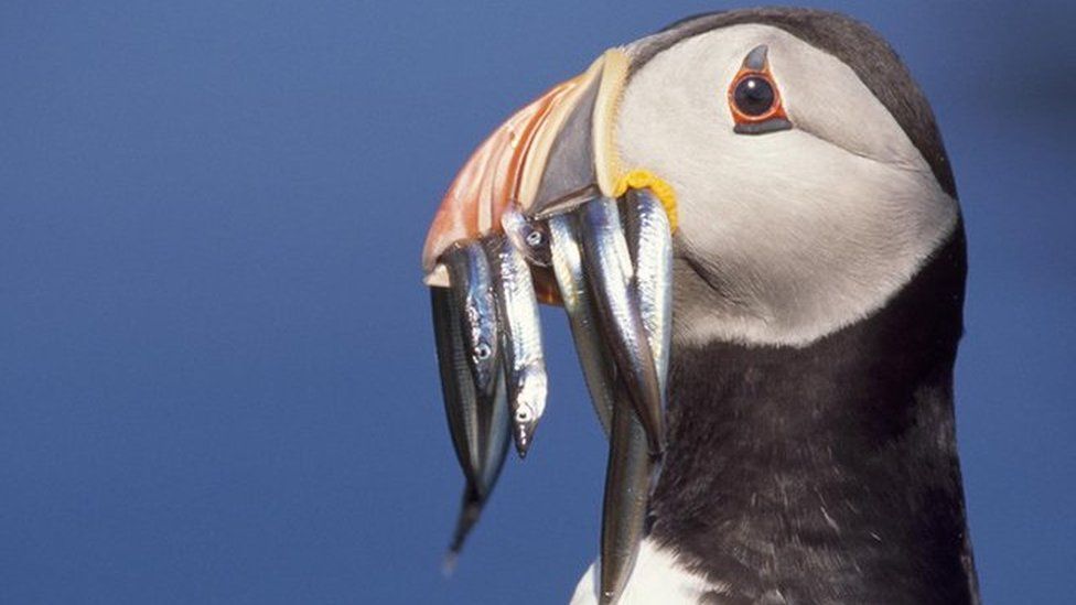 A puffin with a beak full of fish, file pic