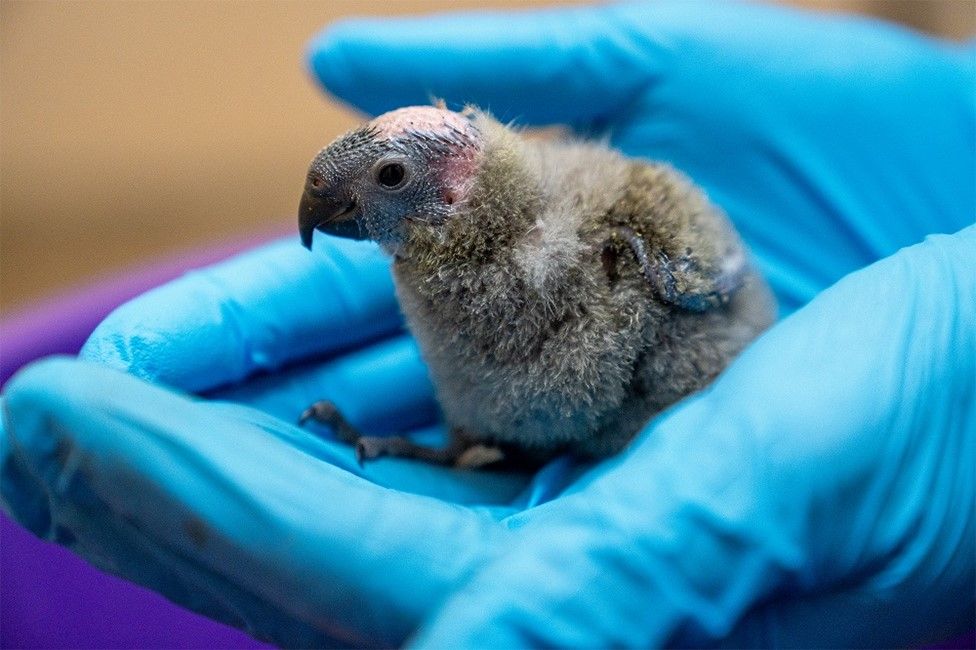 Chester Zoo celebrates hatching of two rare parrot chicks - BBC News