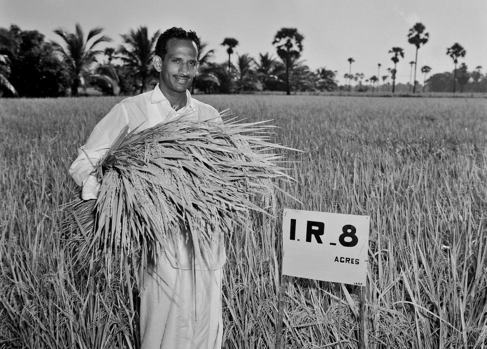 Mr Subba Rao harvesting the first IR8 harvest