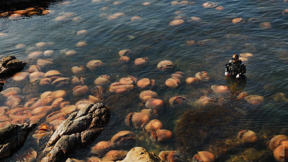 A diver emerges from the water by a rocky coast, surrounded by pinkish jellyfish by the dozen