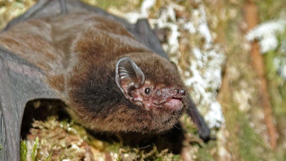 Long-tailed Bat