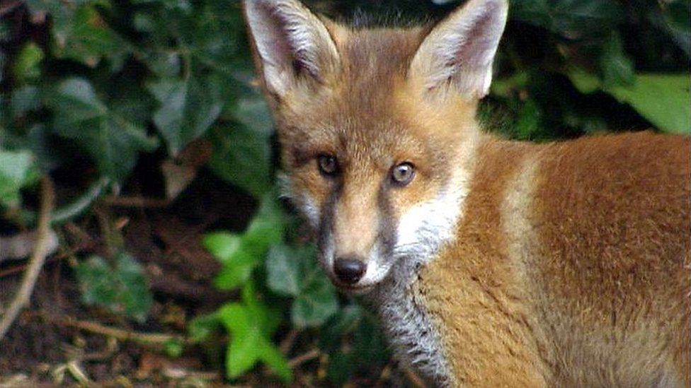 Fox cub