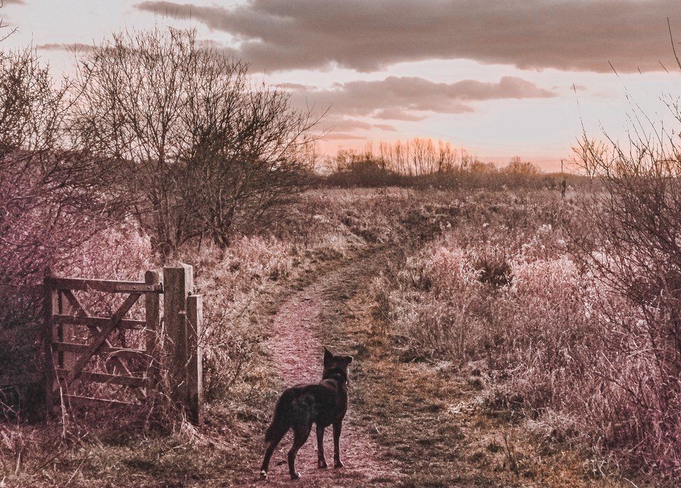 A dog in a photo by a field