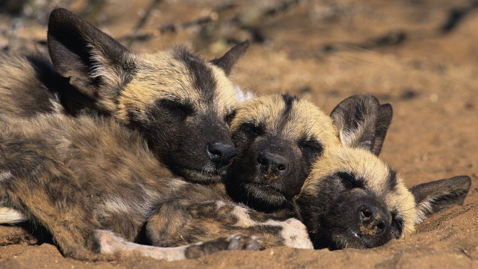 African Wild Dog pups huddle together for warmth