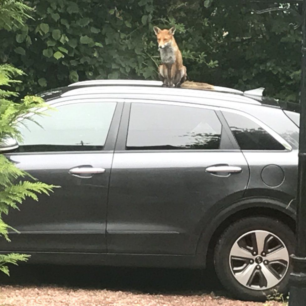 Fox on car roof