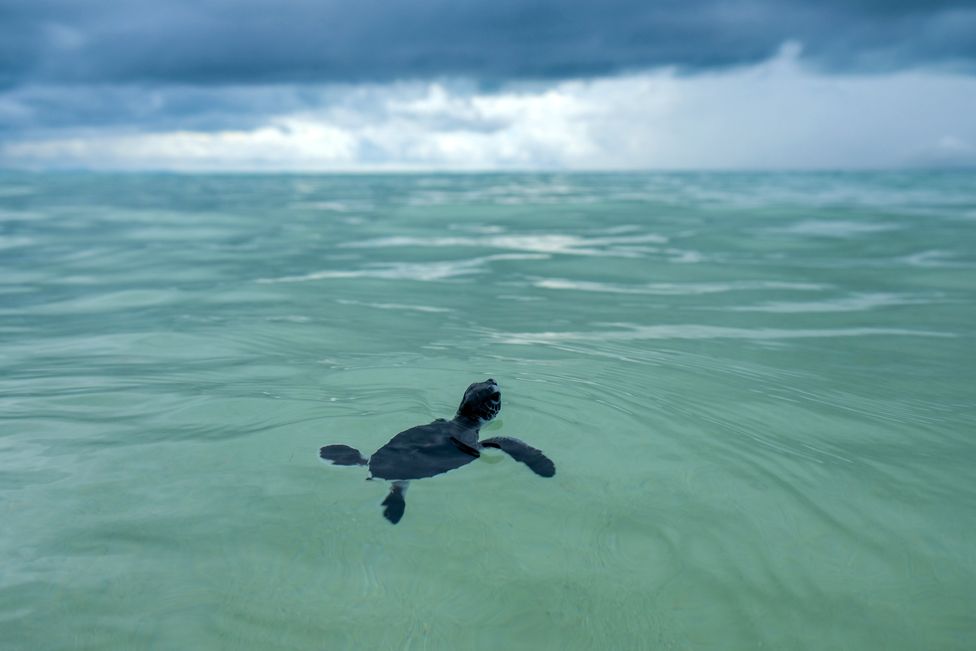 A baby sea turtle released into the sea in Indonesia's Bangka Belitung island as part of a conservation program, 4 August 2022
