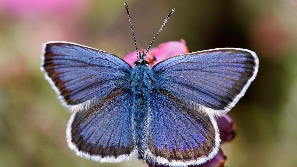 Silver studded blue butterfly