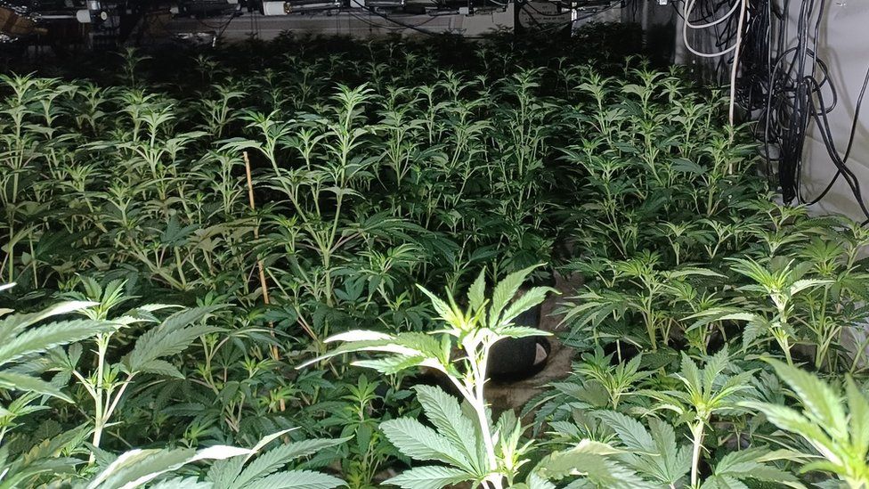 Cannabis farm worth £350k found in Crawcrook church - BBC News