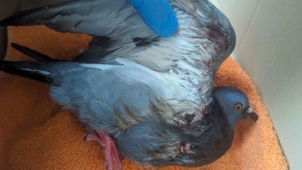 Injured pigeon