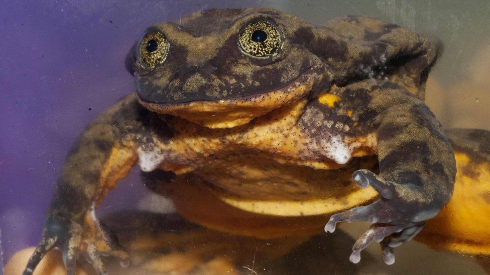 This handout picture obtained from Global Wildlife Conservation on February 9, 2018 shows a Sehuencas water frog (Telmatobius yuracare) named "Romeo" kept in a tank at the Natural History Museum in Cochabamba, Bolivia.