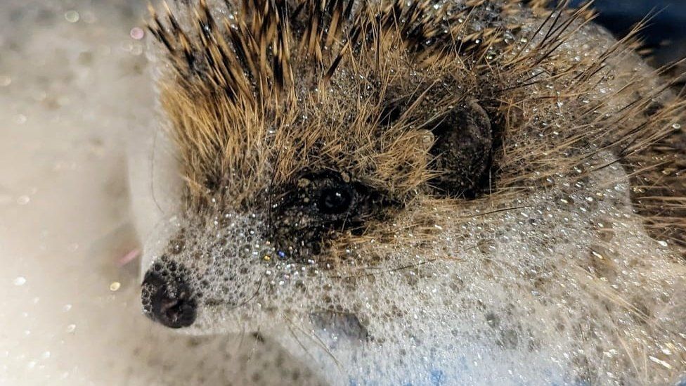 Washed hedgehog