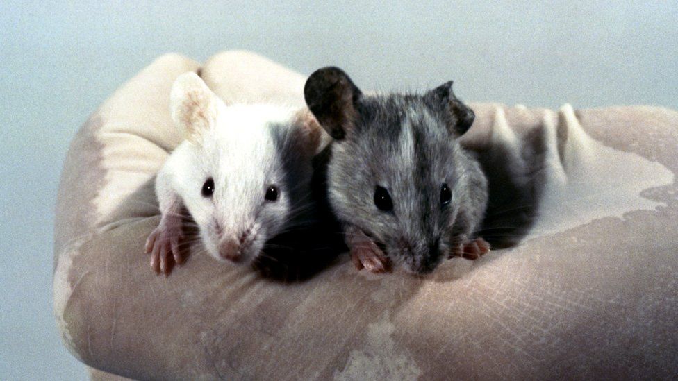 Two lab mice