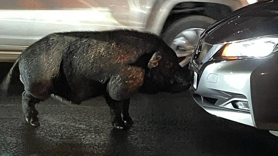 Pig and car