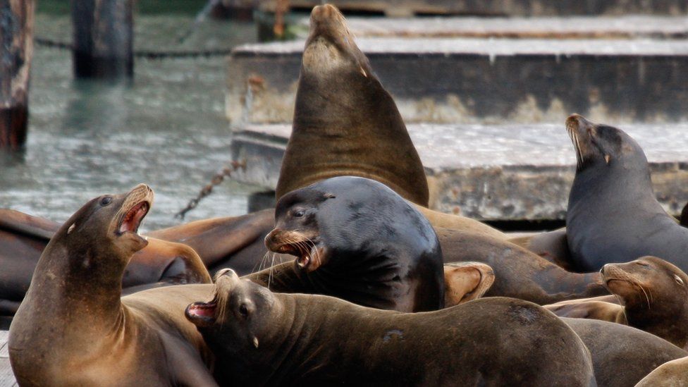 san francisco sea lions