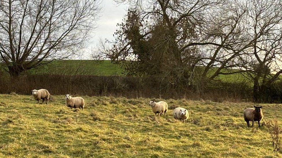 Four white sheep and a brown sheep in grass with trees and hedgerow behind (could be five white sheep, one of them dirty)