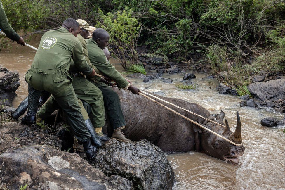 Wildlife veterinaries and members of the capture team from the Kenya Wildlife Service (KWS) try to take a sedated rhino out of the water.