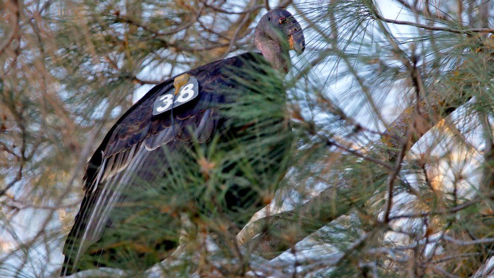A California condor photographed in a pine tree in the Pinnacles National in 2012