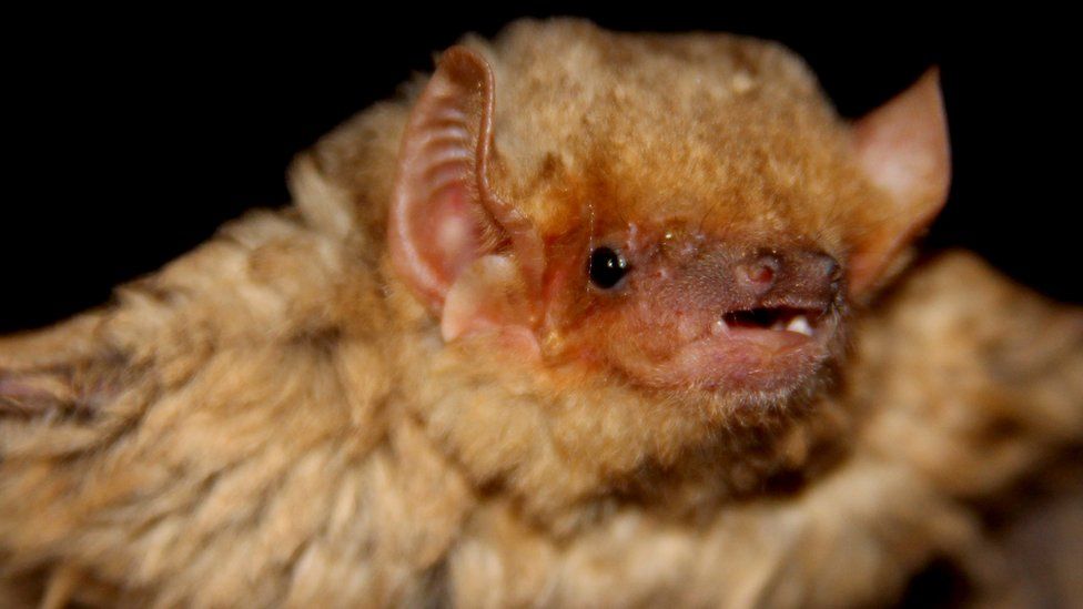 The western yellow bat (Lasiurus xanthinus) is a species of vesper bat found in Mexico and the southwestern United States