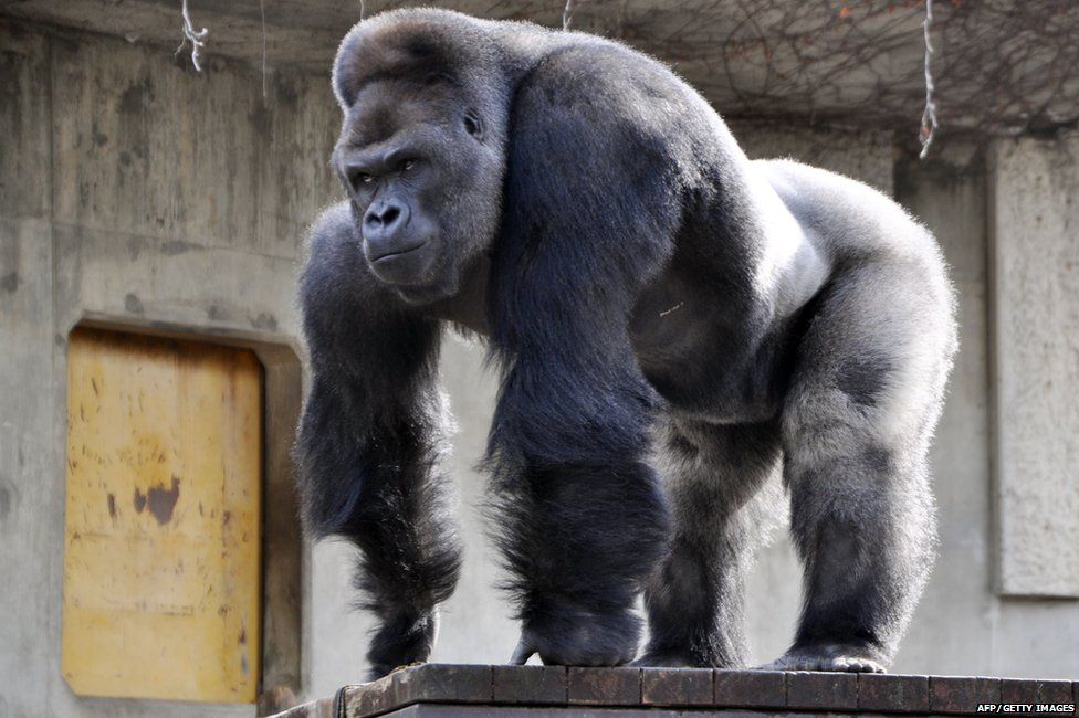 Gorilla in Japan