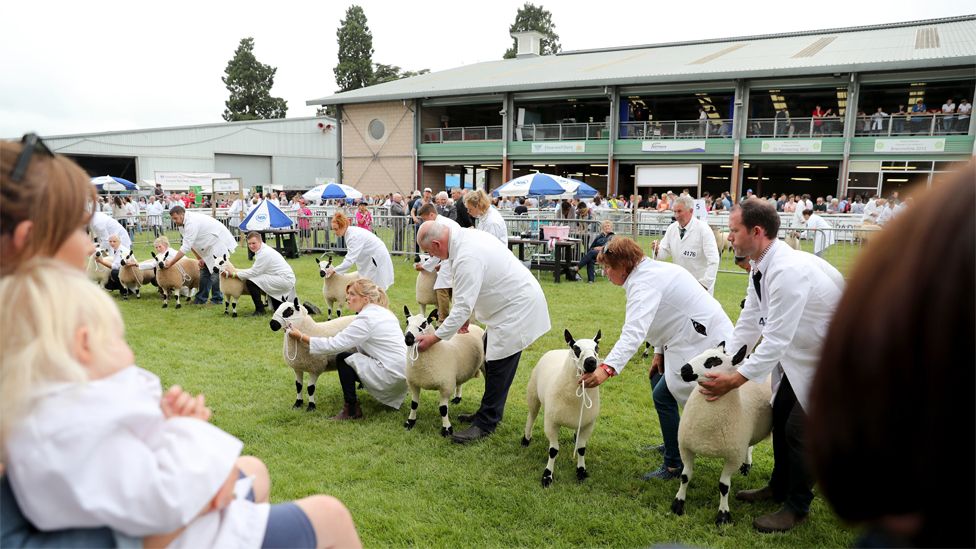 A line up of sheep being shown at the Royal Welsh Show