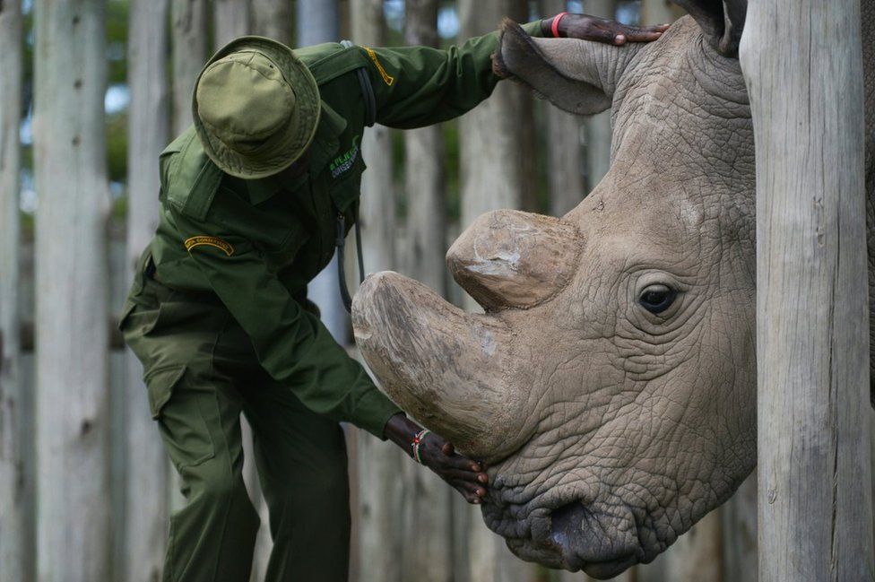 A caregiver calms Sudan, the last known male of the northern white rhinoceros subspecies, on December 5, 2016, at the Ol Pejeta conservancy in Laikipia County
