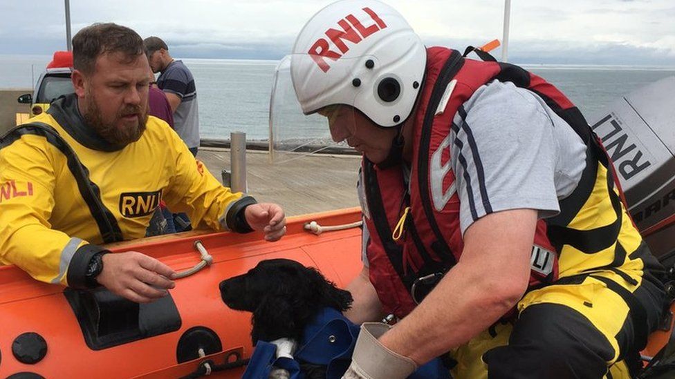 Rescued dog in the boat with the RNLI crew