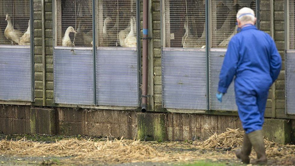 Thousands of farmed birds have been culled.