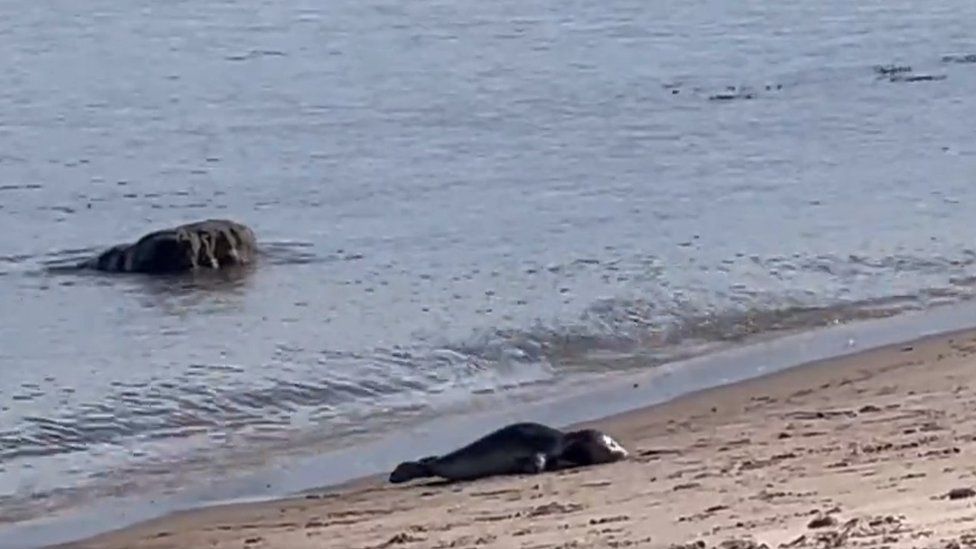 Warning to stay away from seals stranded on Jersey beaches - BBC News