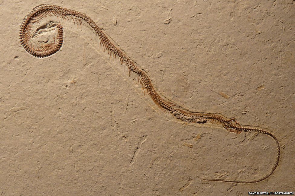 four-legged snake fossil