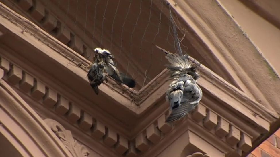 Dead pigeons in netting
